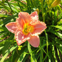 Daylily 'Elegant Candy' Fragrant 4 1/4" Pink Blooms w/Eye on 25" Flower Scapes