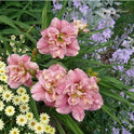 Daylily 'Spotted Fever' Double Fragrant Dusty Rose Blooms on 22" Flower Scapes
