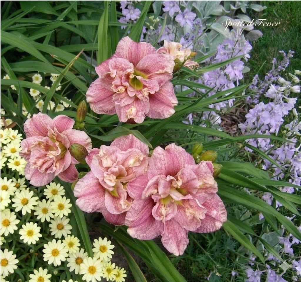 Daylily 'Spotted Fever' Double Fragrant Dusty Rose Blooms on 22" Flower Scapes