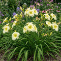 Daylily 'Flutter of Angels' Near White 6" Ruffled Blooms on 28" Flowers Scapes