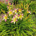 Daylily 'Andy's Awe' 6" Purple and White Blooms on 34" Flower Scapes