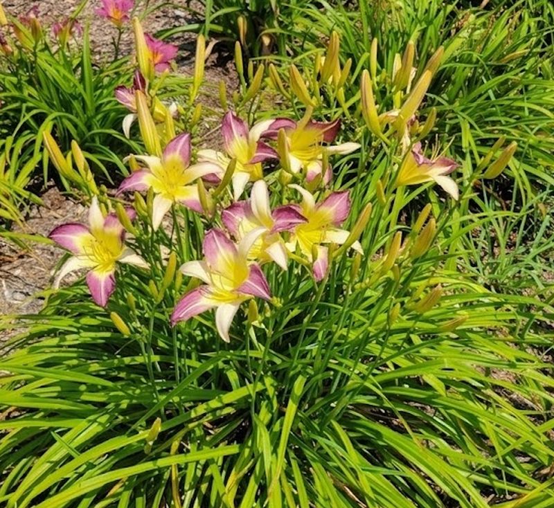 Daylily 'Andy's Awe' 6" Purple and White Blooms on 34" Flower Scapes