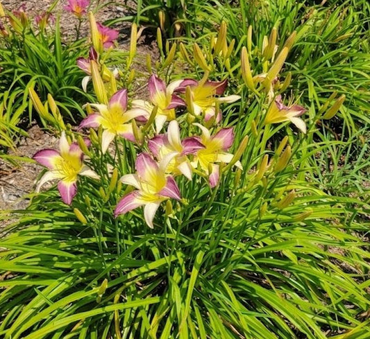 Daylily 'Andy's Awe' 6" Purple and White Blooms on 34" Flower Scapes