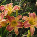 Daylily 'Wolverine' Rose Pink 7 1/4" Edged, Toothed Blooms, 38" Scape Height