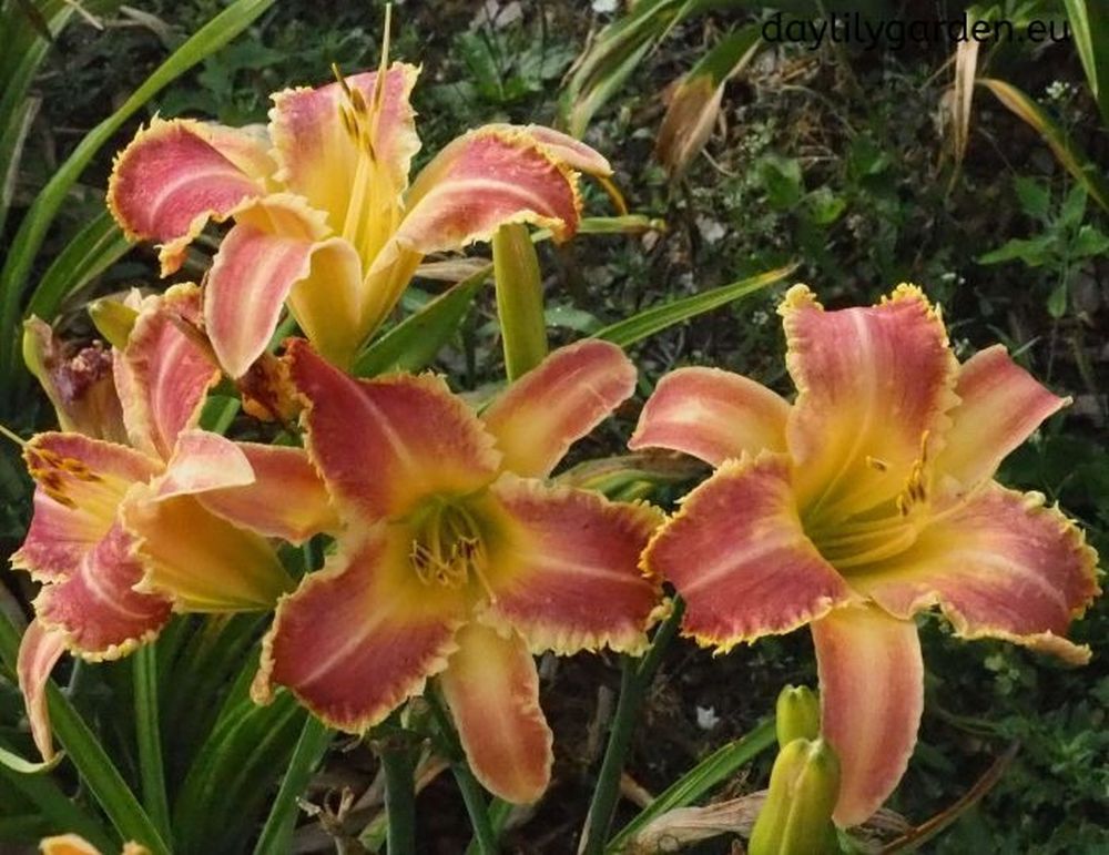 Daylily 'Wolverine' Rose Pink 7 1/4" Edged, Toothed Blooms, 38" Scape Height