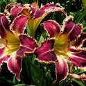 Daylily 'Larry's Twilight Bite' Cranberry Purple Large 8-9" Blooms on 31" Scapes