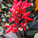 Canna ‘Red Futurity’ Dwarf 36" - 48", Dark Foliage