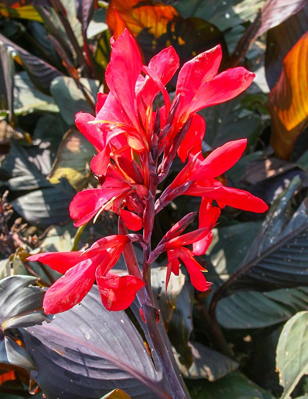 Canna ‘Red Futurity’ Dwarf 36" - 48", Dark Foliage