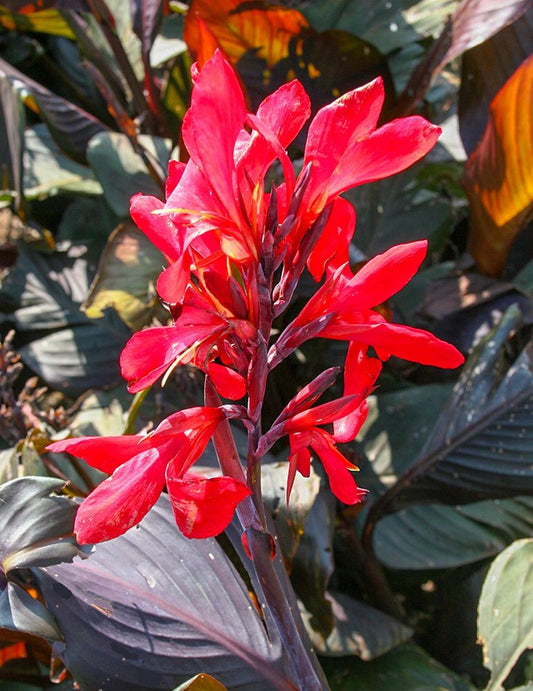Canna ‘Red Futurity’ Dwarf 36" - 48", Dark Foliage