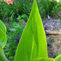 Striped Beauty Canna 'aka 'Bangkok', 'Minerva', Yellow Blooms, Pinstripe Leaves