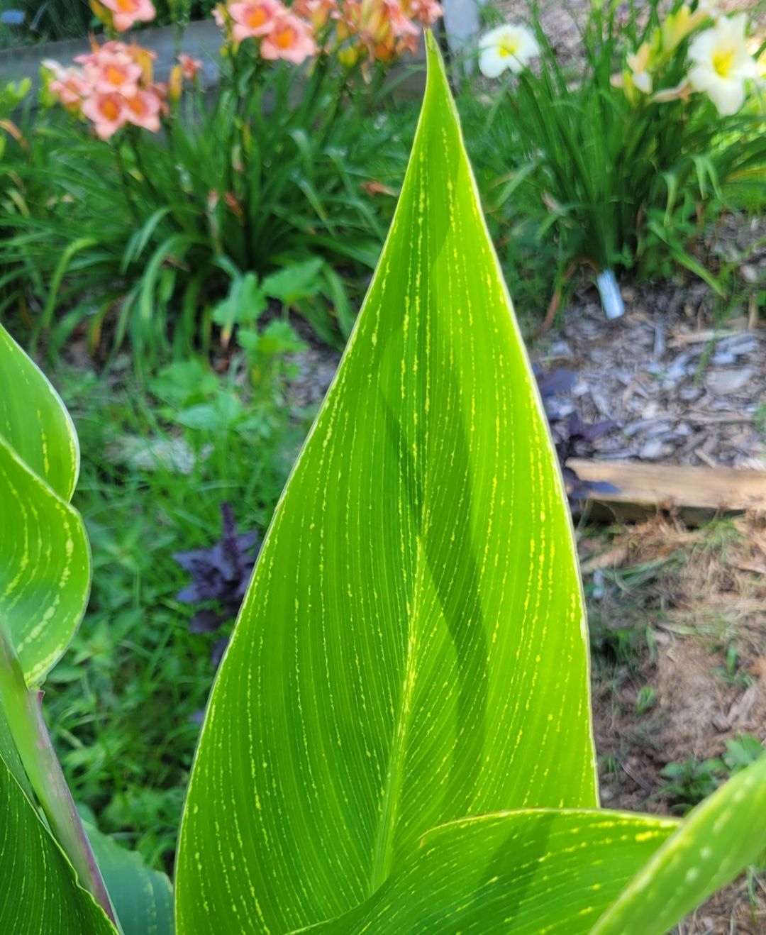 Striped Beauty Canna 'aka 'Bangkok', 'Minerva', Yellow Blooms, Pinstripe Leaves