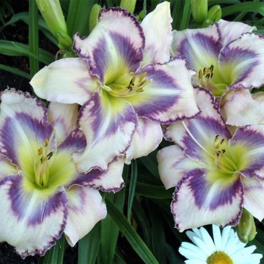 Daylily 'Destined To See' 6" Cream and Purple Blooms, 24" Scape Height