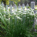 Garlic Chives Allium Tuberosum, Tall White Late Summer Flowers, 10 Bulbs