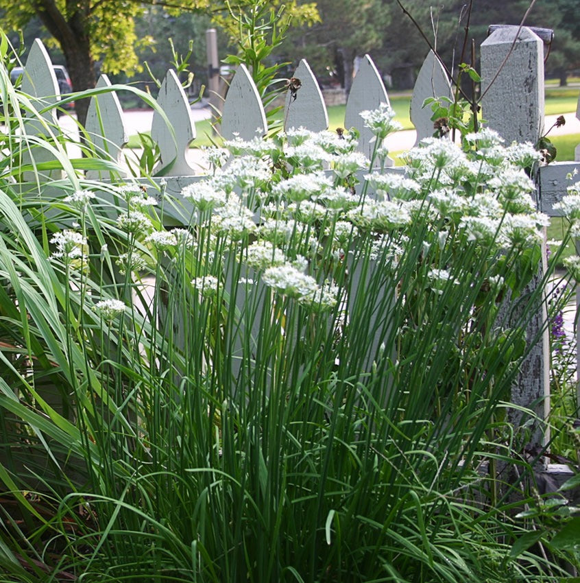 Garlic Chives Allium Tuberosum, Tall White Late Summer Flowers, 10 Bulbs