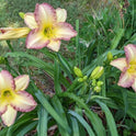 Daylily 'Swedish Girl' Lavender Pink 5 1/2" Showy Blooms on 26" Scapes