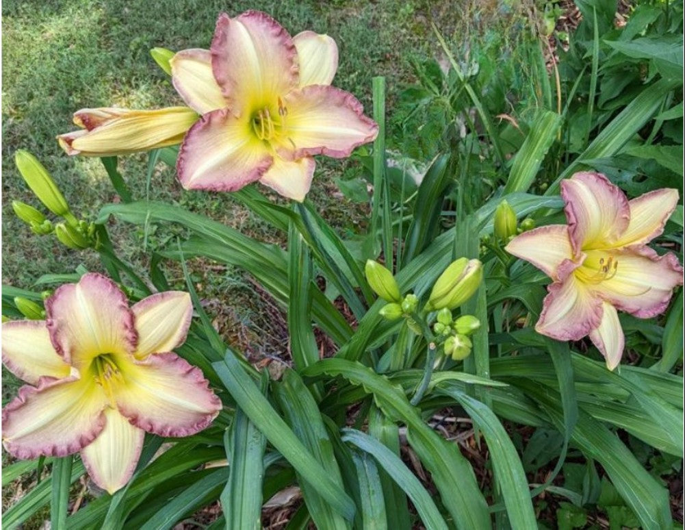 Daylily 'Swedish Girl' Lavender Pink 5 1/2" Showy Blooms on 26" Scapes