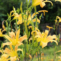 Daylily 'Autumn Minaret' Orange Yellow 4" Blooms on Tall 70" Scapes