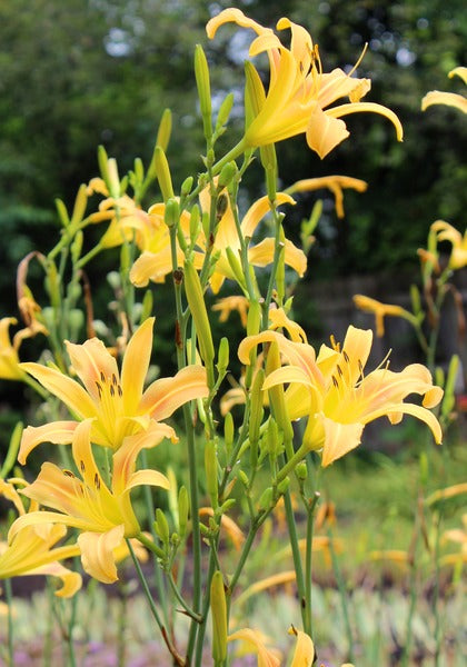 Daylily 'Autumn Minaret' Orange Yellow 4" Blooms on Tall 70" Scapes