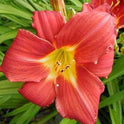 Daylily 'Music Man' Large Showy 7" Bright Red Blooms on 30" Flower Scapes