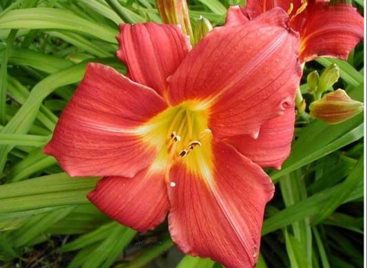 Daylily 'Music Man' Large Showy 7" Bright Red Blooms on 30" Flower Scapes