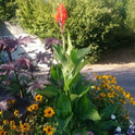 Canna Indica, Indian Shot Lily, Light Red Elegant Flowers, 2 Rhizomes