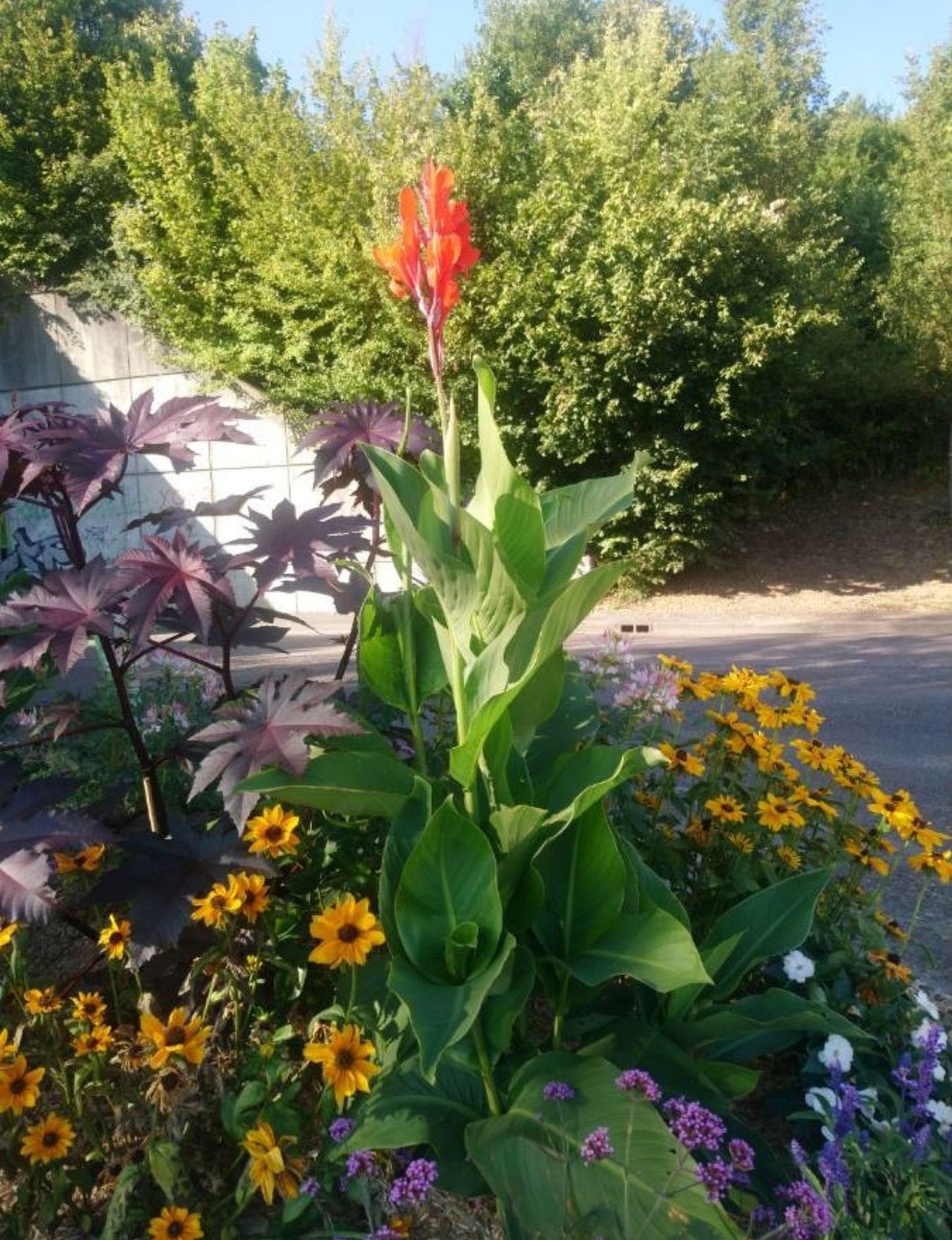 Canna Indica, Indian Shot Lily, Light Red Elegant Flowers, 2 Rhizomes