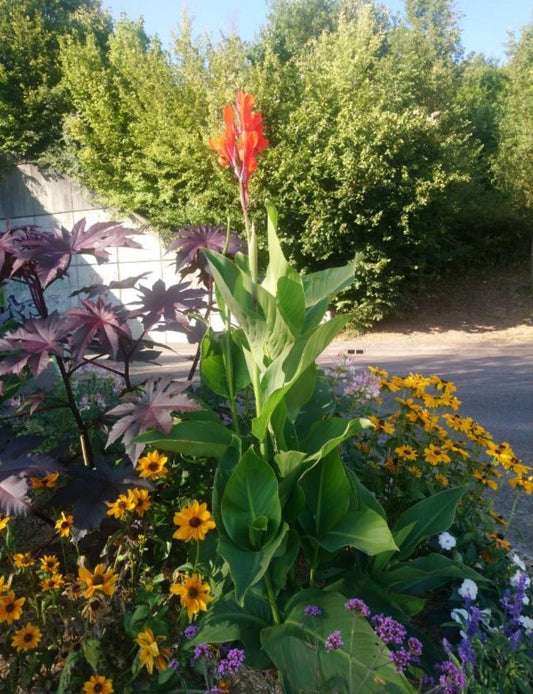 Canna Indica, Indian Shot Lily, Light Red Elegant Flowers, 2 Rhizomes