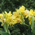 Canna ‘Yellow Futurity’ Dwarf 36" - 48" Green Foliage, 2 Freshly Dug Rhizomes