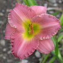 Daylily 'Trade-Last' Bright Pastel Pink Showy Blooms on 24" Scapes