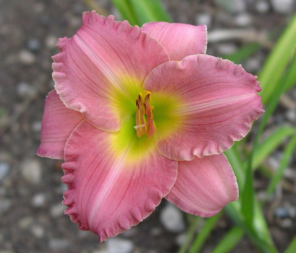 Daylily 'Trade-Last' Bright Pastel Pink Showy Blooms on 24" Scapes