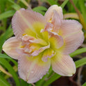 Daylily 'Nagasaki' Double 4 1/2" Ivory, Cream and Pink Flowers on 19" Scapes