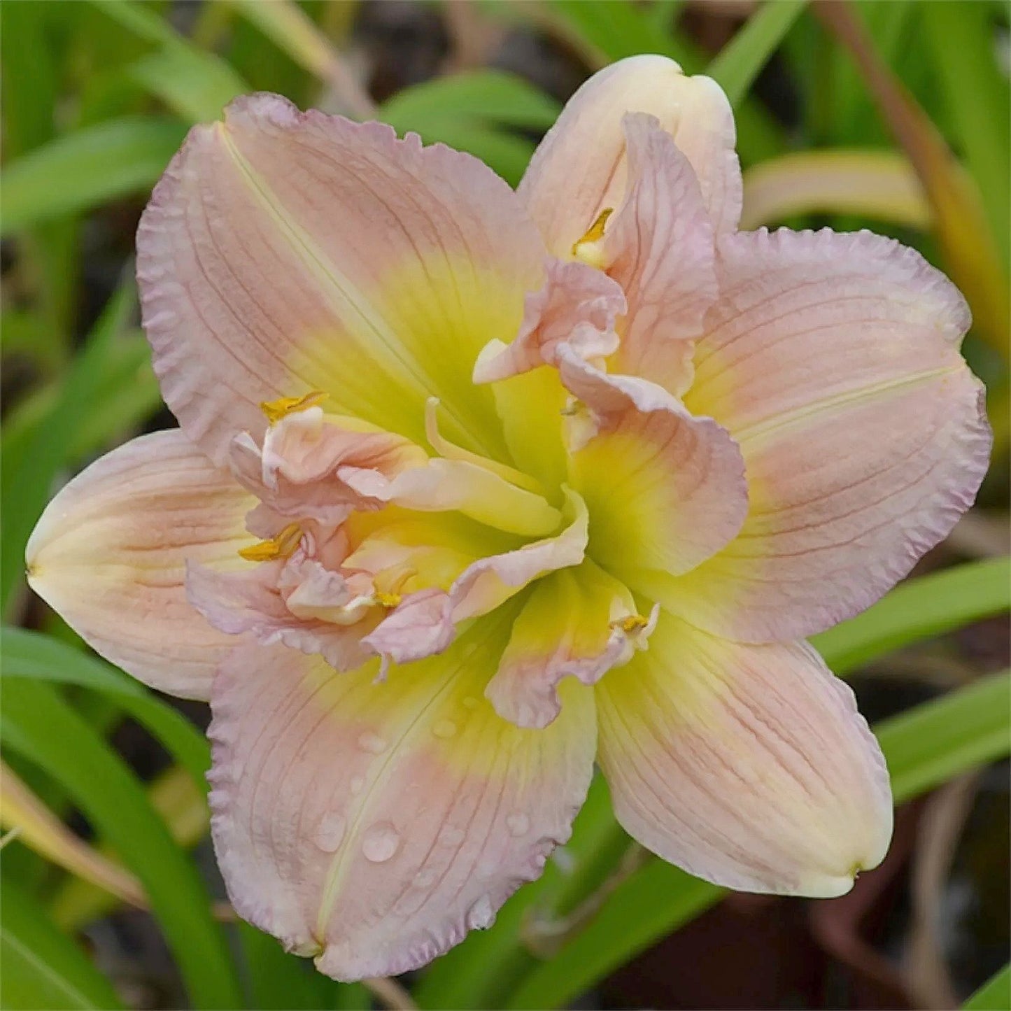 Daylily 'Nagasaki' Double 4 1/2" Ivory, Cream and Pink Flowers on 19" Scapes