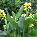 Canna ‘Yellow Futurity’ Dwarf 36" - 48" Green Foliage, 2 Freshly Dug Rhizomes