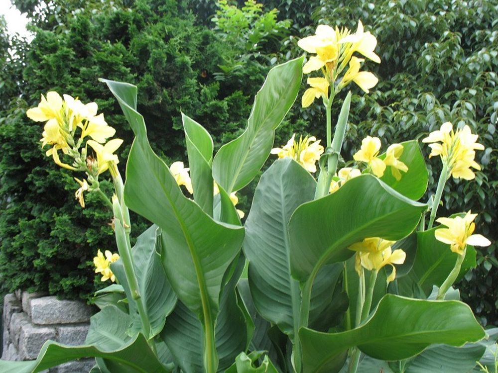 Canna ‘Yellow Futurity’ Dwarf 36" - 48" Green Foliage, 2 Freshly Dug Rhizomes
