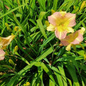 Daylily 'Tutankhamun' Fragrant Lilac Purple Blooms on 26" Flower Scapes
