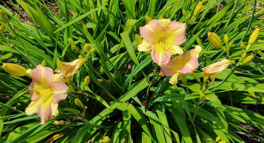 Daylily 'Tutankhamun' Fragrant Lilac Purple Blooms on 26" Flower Scapes