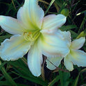 Forsyth Flaming Snow Daylily, Near White with Pink Edges, 6" blooms, 32"