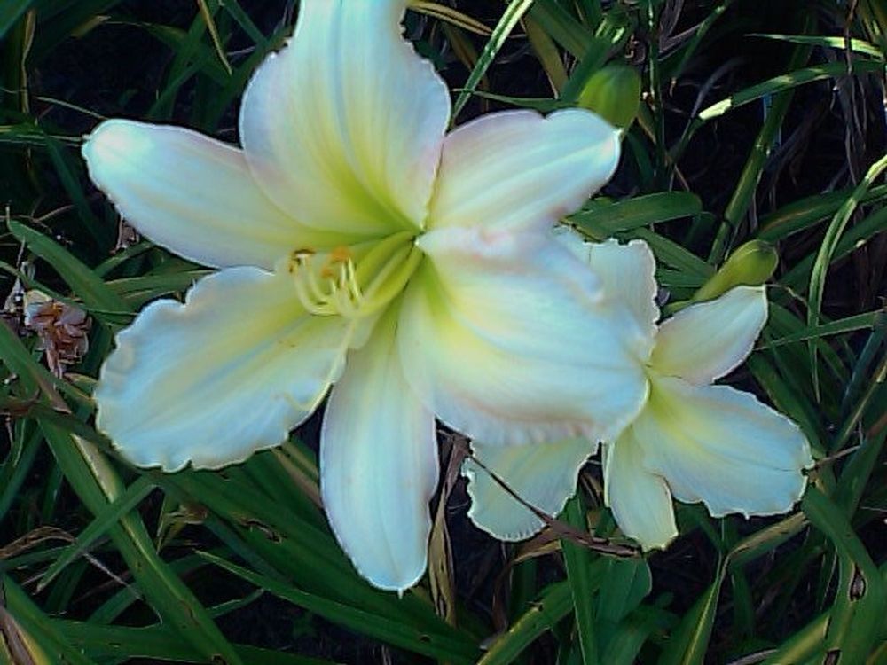 Forsyth Flaming Snow Daylily, Near White with Pink Edges, 6" blooms, 32"