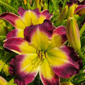Daylily 'Laura Harwood' Vivid Deep Purple 7" Fragrant Blooms, 23" Flower Scapes