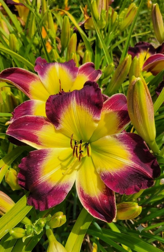 Daylily 'Laura Harwood' Vivid Deep Purple 7" Fragrant Blooms, 23" Flower Scapes