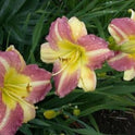 Daylily 'Tutankhamun' Fragrant Lilac Purple Blooms on 26" Flower Scapes