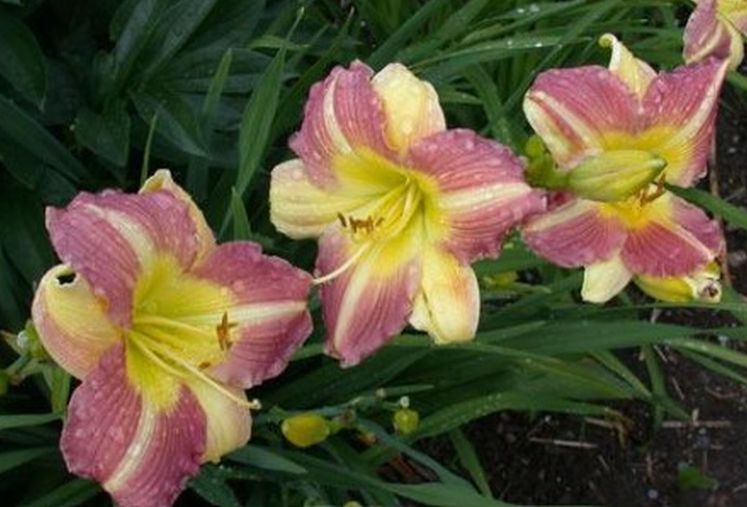 Daylily 'Tutankhamun' Fragrant Lilac Purple Blooms on 26" Flower Scapes