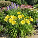 Daylily 'Fragrant Returns' 3 1/2" Bright Yellow Blooms on 18" Flower Scapes