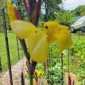 Striped Beauty Canna 'aka 'Bangkok', 'Minerva', Yellow Blooms, Pinstripe Leaves