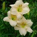 Daylily 'Lullaby Baby' Blush Pink 3 1/2" Fragrant Blooms on 19" Flower Scapes