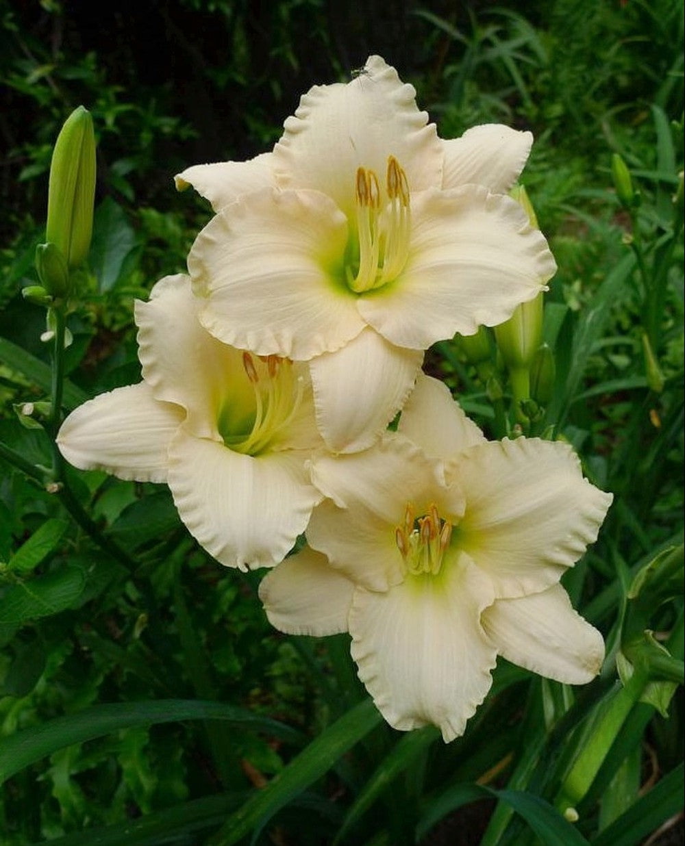 Daylily 'Lullaby Baby' Blush Pink 3 1/2" Fragrant Blooms on 19" Flower Scapes