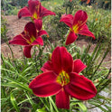 Daylily 'Ruby Throat' Deep Bright Red 5" Showy Blooms on 21" Flower Scapes