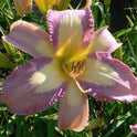 Daylily 'Lavender Aura' Light Purple and Yellow Blooms, 38" Scape Height