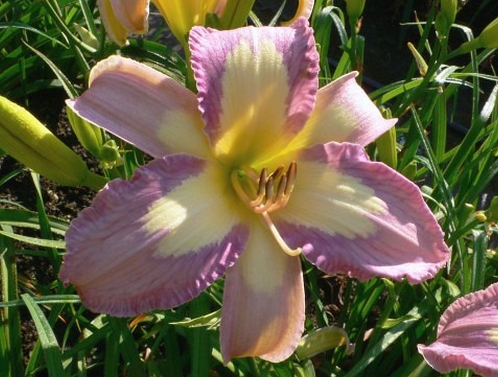 Daylily 'Lavender Aura' Light Purple and Yellow Blooms, 38" Scape Height
