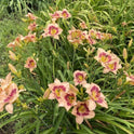 Daylily 'Wineberry Candy' 4 3/4" Salmon Pink Fragrant Blooms on 22" Scapes